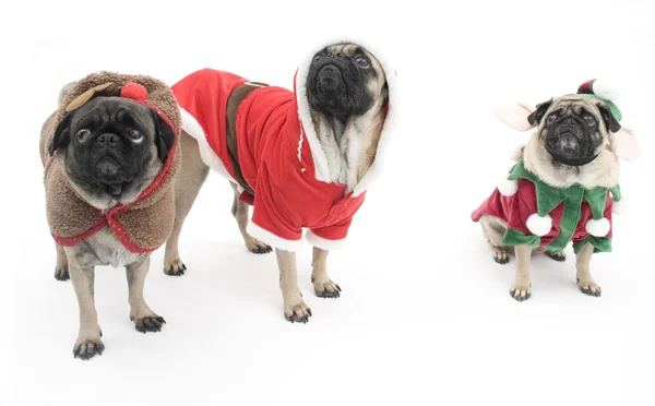 Pugs Dressed Up for Christmas — Stock Photo, Image