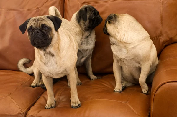 Pugs su divano — Foto Stock