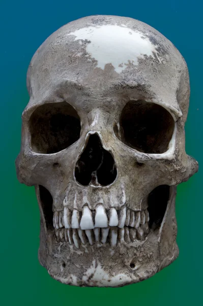 stock image Human Skull