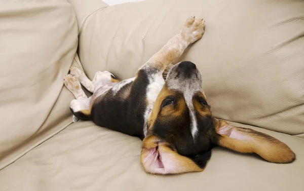 Niedlicher Beagle träumt — Stockfoto