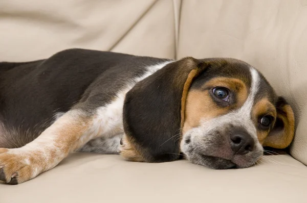 Beagle ustanawiające — Zdjęcie stockowe