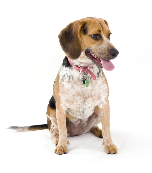 Beagle Sentado — Fotografia de Stock