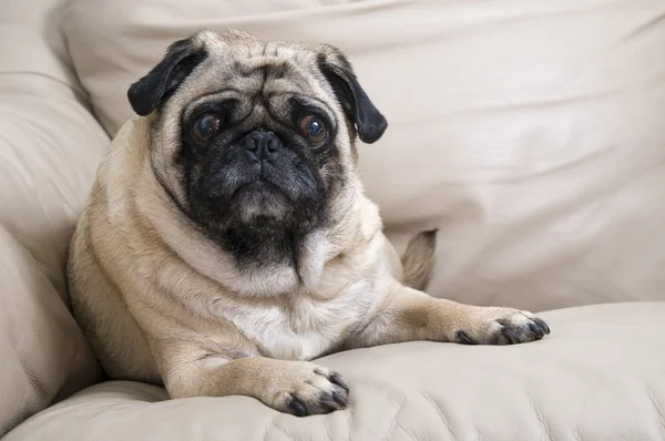 Cute Pug with Expressive Face — Stock Photo, Image