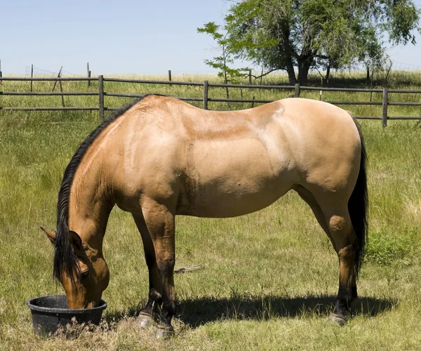 stock image Horse Feeding