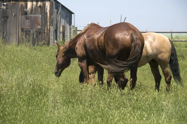 Brown Horse — Stock Photo, Image