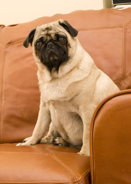 Pug assis sur le canapé en cuir — Photo