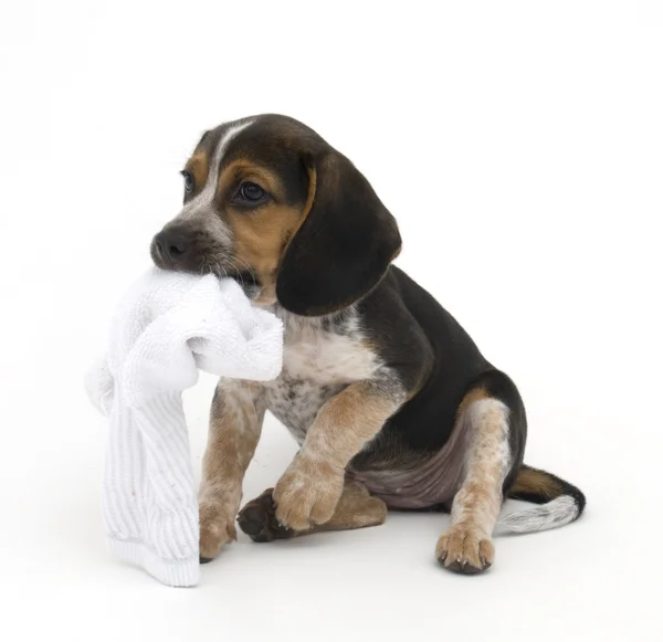 Beagle mit Socke — Stockfoto