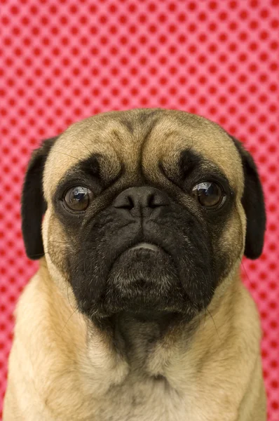 Portret van een pug — Stockfoto