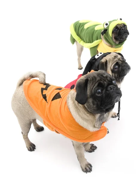 Pugs vestita per Halloween — Foto Stock