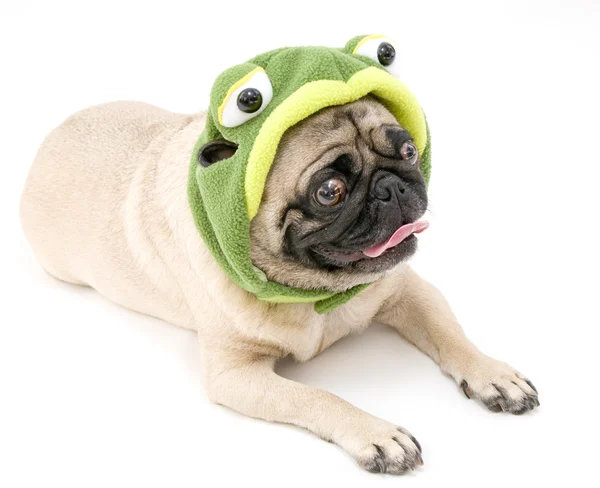 Pug verkleed als een schildpad — Stockfoto