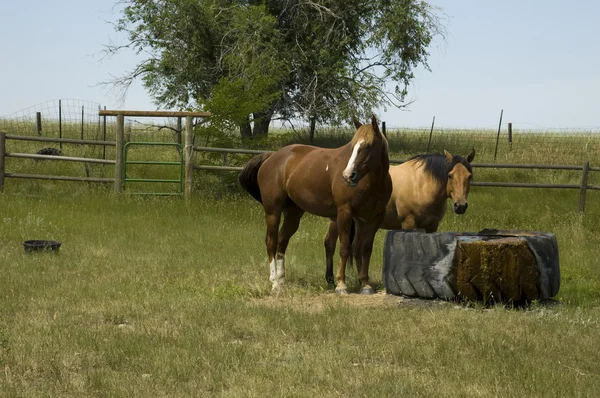 马在怀俄明州风景 — 图库照片