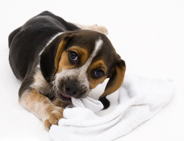 Beagle legt sich hin — Stockfoto