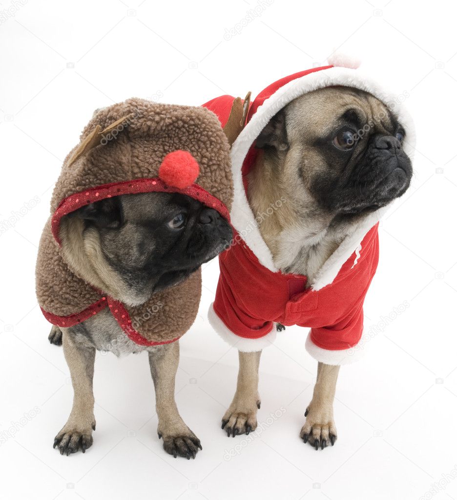 Pugs Dressed Up for Christmas — Stock Photo © jacksonjesse 7197589
