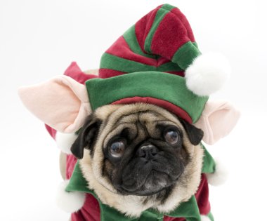 Elf Pug on White Background clipart