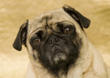 pug portresi