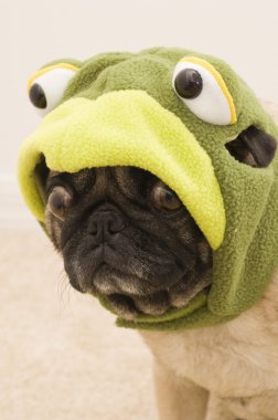 Kaplumbağa pug