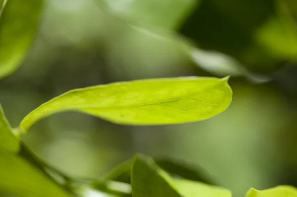 stock image Leaf with Shallow Depth of Field