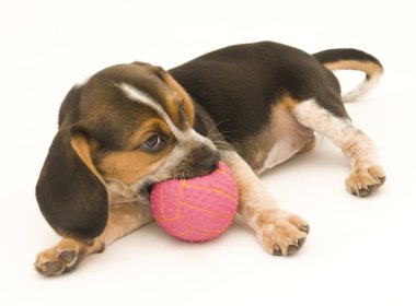 Beagle köpek yavrusu