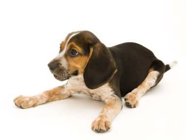 Beagle Isolated clipart