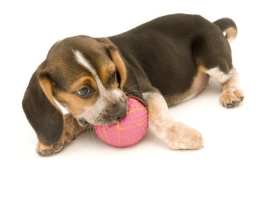 izole beagle