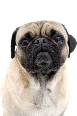üzgün pug