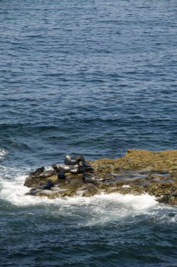 La jolla, Kaliforniya manzara