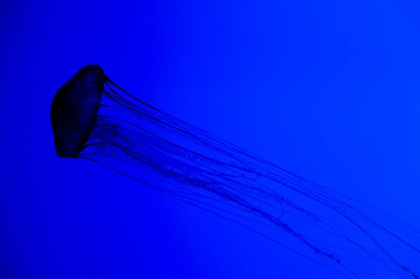 stock image Backlit Jellyfish