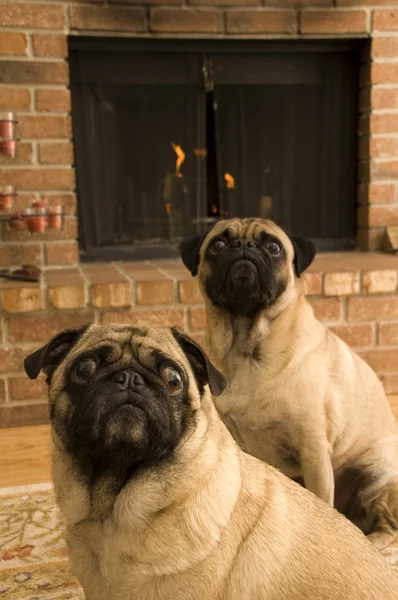 暖炉の前で pugs — ストック写真