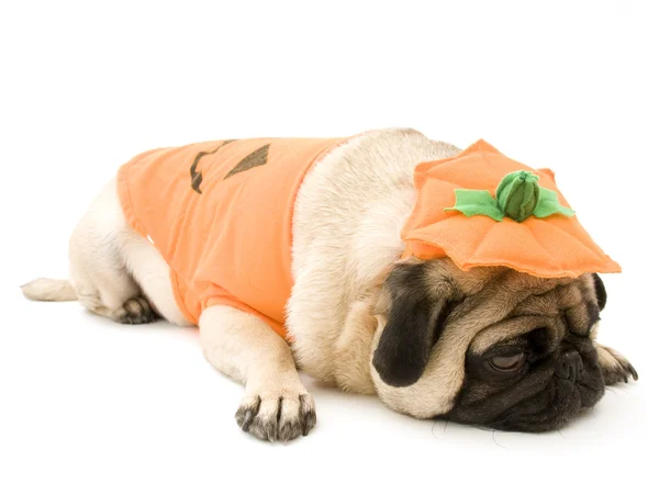 Pumpkin Pug Laying down — Stock Photo, Image