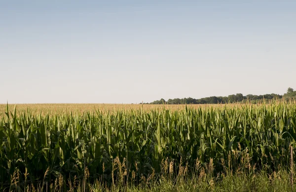 Milho em Iowa — Fotografia de Stock