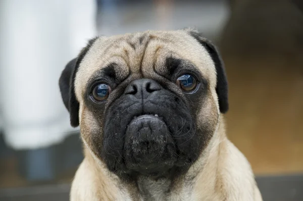 Sad Pug with Expressive Face — Stock Photo, Image