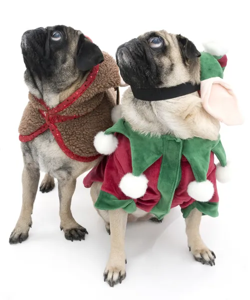 크리스마스 pugs — 스톡 사진