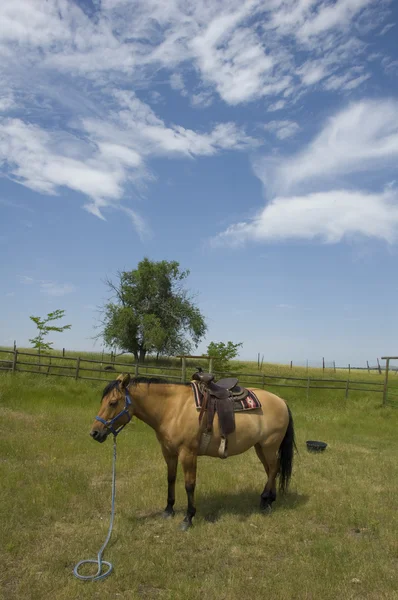 Horse on Wyoming Landscape — Stock Photo, Image