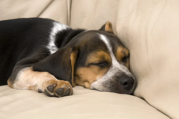 Beagle dormindo — Fotografia de Stock