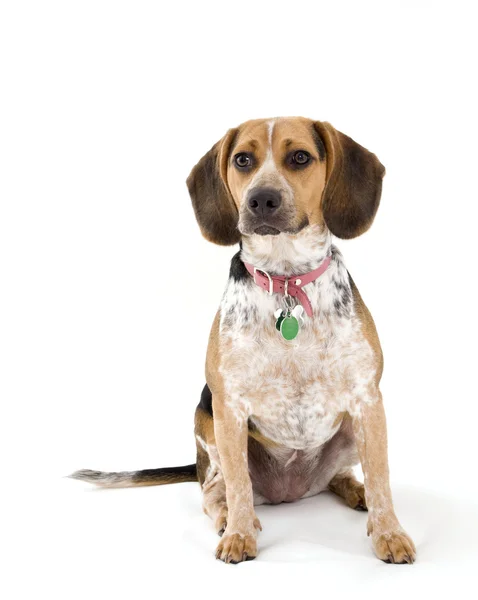 Beagle Sentado — Fotografia de Stock