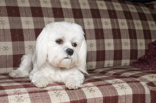 stock image Maltese Laying on Couch