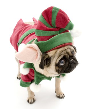 Elf Pug clipart