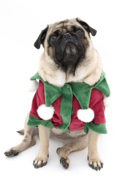 Elf Pug