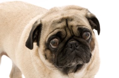 şirin pug
