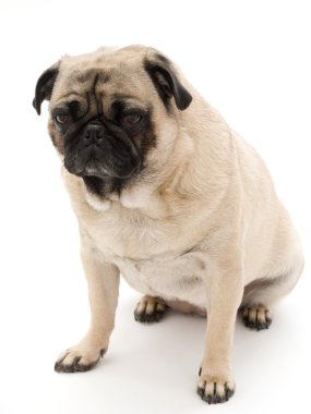 Pug, Isolated on a White Background