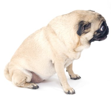 Pug Sitting Down clipart