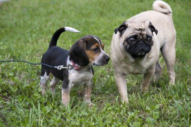 Beagle ve pug