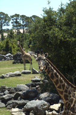 Giraffes at Zoo in Florida clipart