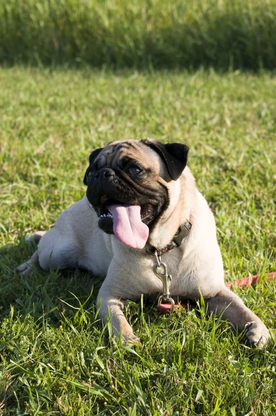 Pug with Tongue Hanging Out — Stock Photo, Image
