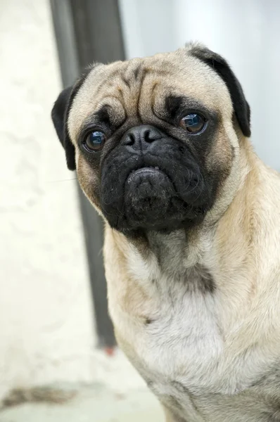 Portretul lui Male Pug — Fotografie, imagine de stoc