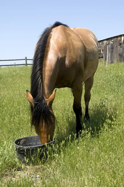 stock image Brown Horse