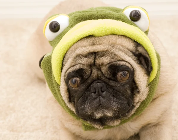 Pug Dressed up for Halloween — Stock Photo, Image