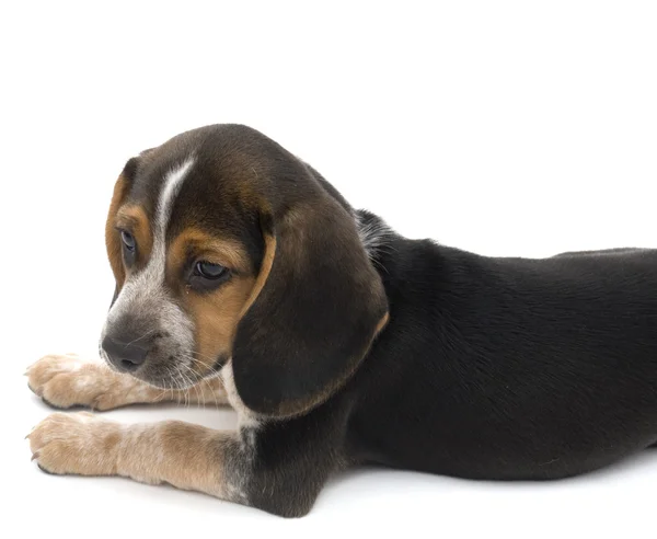 stock image Isolated Beagle