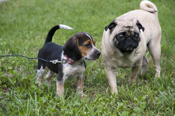 Beagle and Pug — Stock Photo, Image