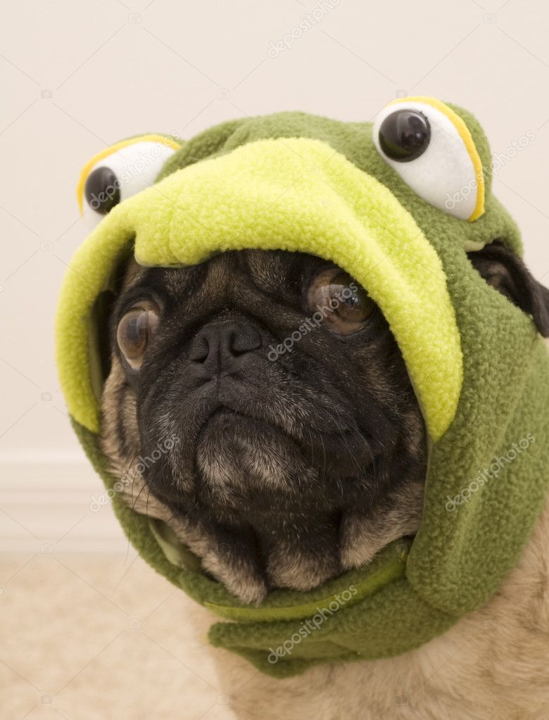 Pug Dressed up for Halloween — Stock Photo © jacksonjesse #7221913